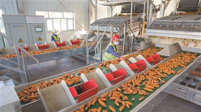 昌吉國家高新區種業加工廠玉米果穗剝皮車間投產助力技術開發
